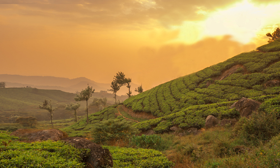 8 Undisputed Reasons Why Kerala Should Be Your Next Holiday Destination