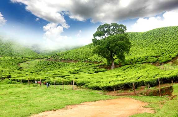 Stunning Backwaters of Kerala