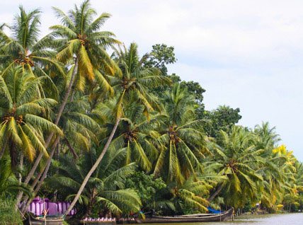Kerala Coconut Experience