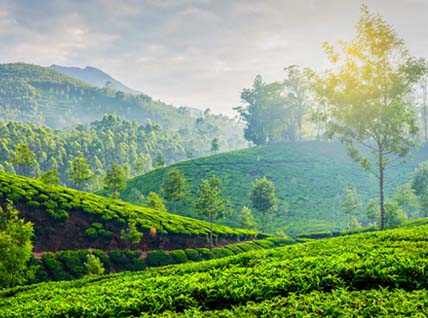 Kerala Tour Packages